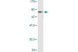 Western Blot analysis of CREB3 recombinant protein (H00010488-P01) by CREB3 purified MaxPab rabbit polyclonal antibody.
