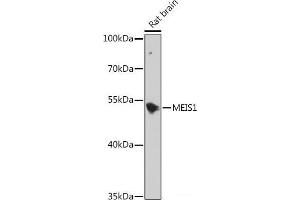 Western blot analysis of extracts of Rat brain using MEIS1 Polyclonal Antibody at dilution of 1:1000. (MEIS1 anticorps)
