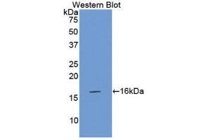 Western Blotting (WB) image for anti-Coagulation Factor VII (F7) (AA 315-433) antibody (ABIN1175152) (Factor VII anticorps  (AA 315-433))