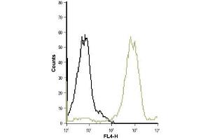 Cell surface detection of LTB4R in live intact human acute monocytic leukemia (THP-1) cell line: (black line) Control cells + goat-anti-rabbit-Cy5.