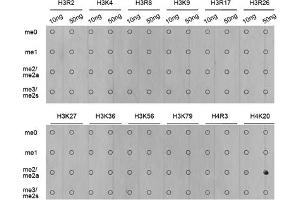 Dot-blot analysis of various methylation peptides using Dimethyl-Histone H4-K20 antibody (ABIN5969818). (Histone H4 anticorps  (2meLys20))