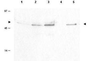Image no. 1 for anti-Cyclin B1 (CCNB1) (pSer126) antibody (ABIN199908) (Cyclin B1 anticorps  (pSer126))