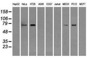 Image no. 7 for anti-RalA Binding Protein 1 (RALBP1) antibody (ABIN1500585)