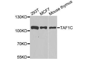 Western blot analysis of extracts of various cell lines, using TAF1C antibody. (TAF1C anticorps  (AA 70-320))