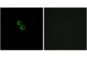 Immunofluorescence analysis of MCF7 cells, using OR51B6 Antibody. (OR51B6 anticorps  (AA 66-115))