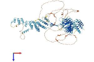 AlphaFold protein structure predicition of Mouse Recombinant Sec31b Protein, UniprotID Q3TZ89