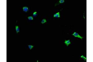 Immunofluorescence staining of SH-SY5Y cells with ABIN7162257 at 1:133, counter-stained with DAPI. (HCRTR1 anticorps  (AA 1-46))