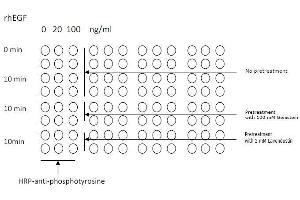 Example of how to seed cells for cell-based assay (Tyrosine Kit ELISA)