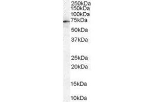 Moesin (MSN) peptide