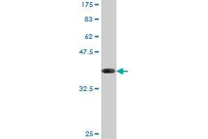Western Blot detection against Immunogen (35.