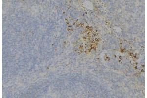 ABIN6277714 at 1/100 staining Human lymph node tissue by IHC-P. (TEK anticorps  (C-Term))