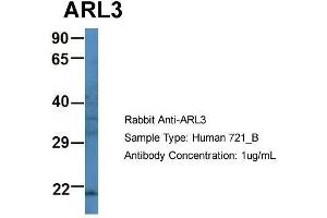 Host: Rabbit Target Name: ARL3 Sample Type: Human 721_B Antibody Dilution: 1. (ARL3 anticorps  (N-Term))