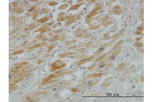 Image no. 5 for anti-Hedgehog Interacting Protein (HHIP) (AA 21-121) antibody (ABIN466235) (HHIP anticorps  (AA 21-121))