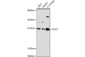 Western blot analysis of extracts of various cell lines, using FGF9 antibody (ABIN6130388, ABIN6140606, ABIN6140607 and ABIN6221994) at 1:1000 dilution. (FGF9 anticorps  (AA 1-208))