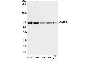 Western Blotting (WB) image for anti-Protein BANP (BANP) (C-Term) antibody (ABIN7453906)