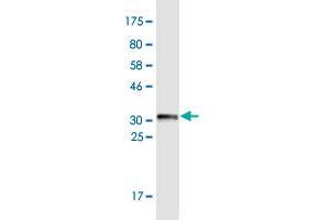 Western Blot detection against Immunogen (32.