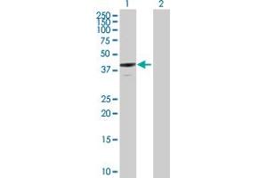 Western Blot analysis of ANXA13 expression in transfected 293T cell line by ANXA13 MaxPab polyclonal antibody. (Annexin A13 anticorps  (AA 1-357))