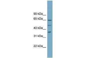 WB Suggested Anti-WDR33 Antibody Titration:  0. (WDR33 anticorps  (N-Term))