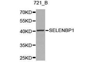 Western Blotting (WB) image for anti-Selenium Binding Protein 1 (SELENBP1) antibody (ABIN1874719) (SELENBP1 anticorps)