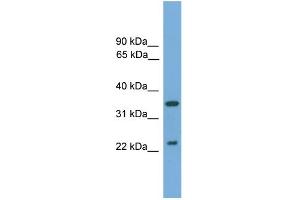 WB Suggested Anti-WIF1 Antibody Titration: 0. (WIF1 anticorps  (N-Term))