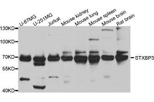 Western blot analysis of extract of various cells, using STXBP3 antibody. (STXBP3 anticorps)