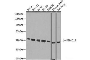 Western blot analysis of extracts of various cell lines using PSMD13 Polyclonal Antibody at dilution of 1:1000. (PSMD13 anticorps)