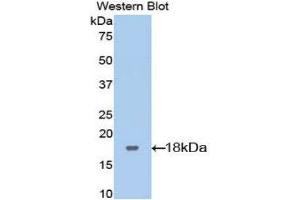 Western Blotting (WB) image for anti-Leukemia Inhibitory Factor Receptor alpha (LIFR) (AA 151-290) antibody (ABIN3208379) (LIFR anticorps  (AA 151-290))