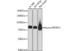 Western blot analysis of extracts of various cell lines, using Kaiso/ZBTB33 Rabbit mAb (ABIN7271437) at 1:1000 dilution. (ZBTB33 anticorps)