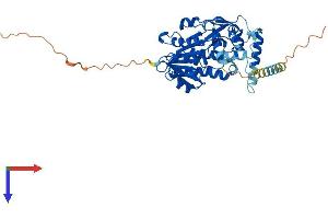 Short Chain Dehydrogenase/reductase Family 42E, Member 2 (SDR42E2) (AA 1-422) protein (His tag)