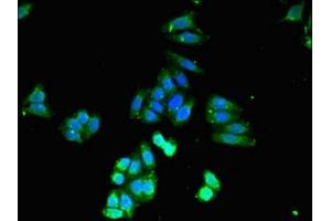 Immunofluorescent analysis of HepG2 cells using ABIN7146946 at dilution of 1:100 and Alexa Fluor 488-congugated AffiniPure Goat Anti-Rabbit IgG(H+L)