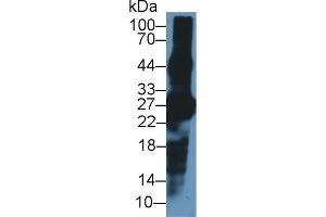 Western Blot; Sample: Mouse Eye lysate; ;Primary Ab: 1µg/ml Rabbit Anti-Mouse CRYbA1 Antibody;Second Ab: 0. (CRYBA1 anticorps  (AA 1-215))