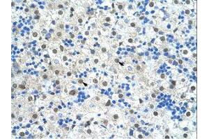 Image no. 1 for anti-Pre-mRNA Branch Site Protein p14 (SF3B14) (N-Term) antibody (ABIN203323)