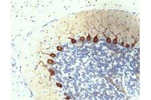 Purkinje Cells in rat cerebellum, formalin-fixed paraffin-embedded tissue, citrate pre-treatment, 40X.