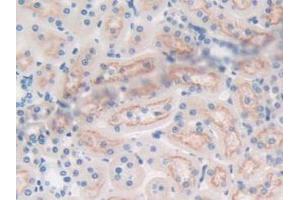 IHC-P analysis of Rat Prostate Gland Tissue, with DAB staining. (Fibulin 1 anticorps  (AA 347-521))