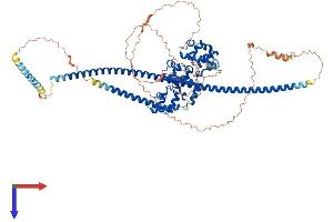 AlphaFold protein structure predicition of Human Recombinant KAZN Protein, UniprotID Q674X7