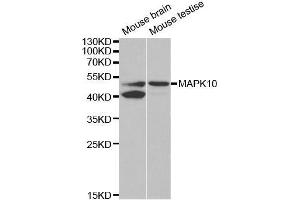 Western blot analysis of extracts of various cell lines, using MAPK10 antibody. (MAPK10 anticorps  (AA 175-464))