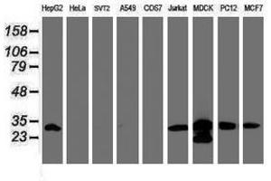 Image no. 12 for anti-Proteasome Subunit alpha 6 (PSMA6) antibody (ABIN1500464)