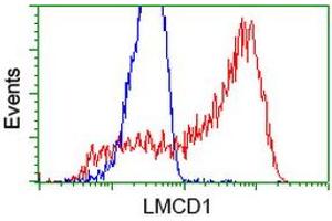 HEK293T cells transfected with either RC200062 overexpress plasmid (Red) or empty vector control plasmid (Blue) were immunostained by anti-LMCD1 antibody (ABIN2454492), and then analyzed by flow cytometry. (LMCD1 anticorps)