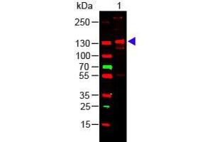 Western Blot of COLLAGEN III Lane 1: Human Collagen III Load: 100 ng per lane Primary antibody: Collagen III Antibody at 1:1000 o/n at 4°C Secondary antibody: 649 Goat anti-rabbit at 1:20,000 for 30 min at RT Block: ABIN925618 for 30 min at RT Predicted/Observed size: 138 kDa, 138 kDa (COL3 Protéine)