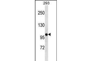 KCNB2 Antibody (N-term) (ABIN1881474 and ABIN2838638) western blot analysis in 293 cell line lysates (35 μg/lane). (Kv2.2 anticorps  (N-Term))