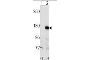 Western blot analysis of EphA3(arrow) using rabbit polyclonal EphA3 Antibody (C-term) (ABIN391888 and ABIN2841708). (EPH Receptor A3 anticorps  (C-Term))
