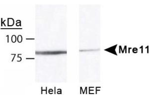 Image no. 1 for anti-MRE11 Meiotic Recombination 11 Homolog A (S. Cerevisiae) (MRE11A) antibody (ABIN363310)