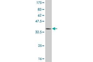 Western Blot detection against Immunogen (36.