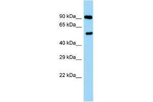 Host: Rabbit Target Name: Ppp2r2a Sample Type: Rat Testis lysates Antibody Dilution: 1.