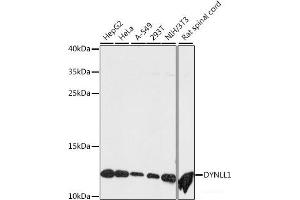 Western blot analysis of extracts of various cell lines using DYNLL1 Polyclonal Antibody at dilution of 1:500.