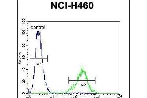 C Antibody (N-term) (ABIN655105 and ABIN2844737) flow cytometric analysis of NCI- cells (right histogram) compared to a negative control cell (left histogram). (C12ORF29 anticorps  (N-Term))
