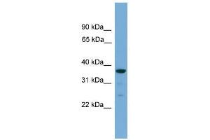 HAPLN2 antibody used at 0. (HAPLN2 anticorps  (Middle Region))