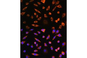 Immunofluorescence analysis of L929 cells using PEBP4 Rabbit pAb (ABIN7269280) at dilution of 1:100. (PEBP4 anticorps)