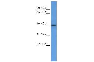 WB Suggested Anti-B3gat2 Antibody Titration:  0. (B3GAT2 anticorps  (C-Term))