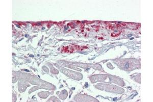 Immunohistochemistry with Small intestine tissue at an antibody concentration of 5µg/ml using anti-POSTN antibody (ARP41570_P050)